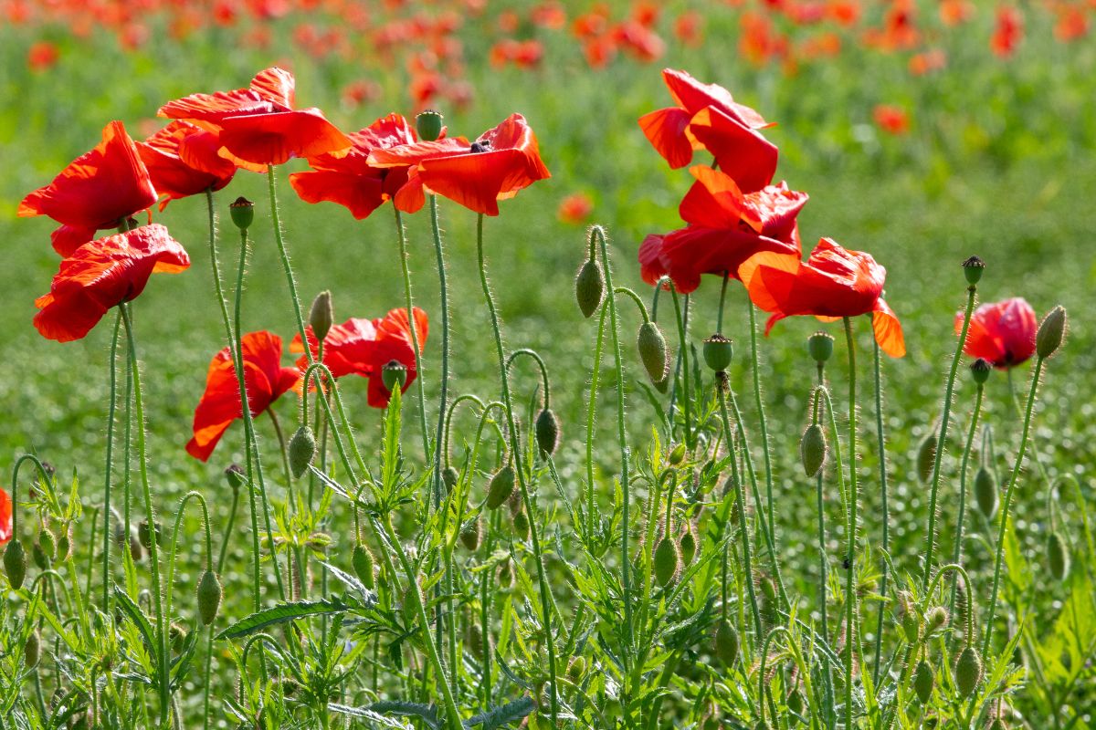 Poppies Blowing in the Wind