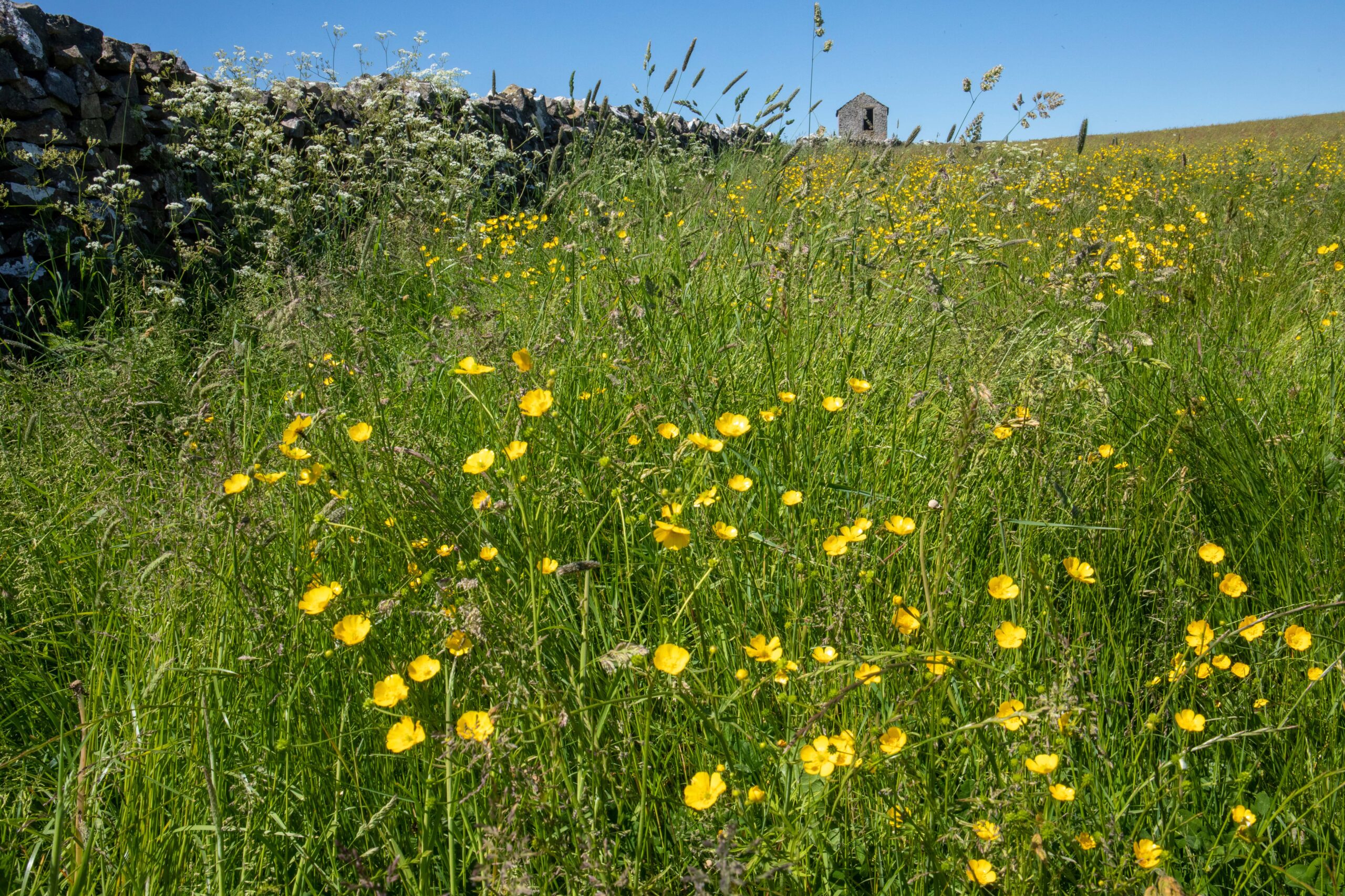 Buttercups and sunshine, near Ecton, Derbyshire