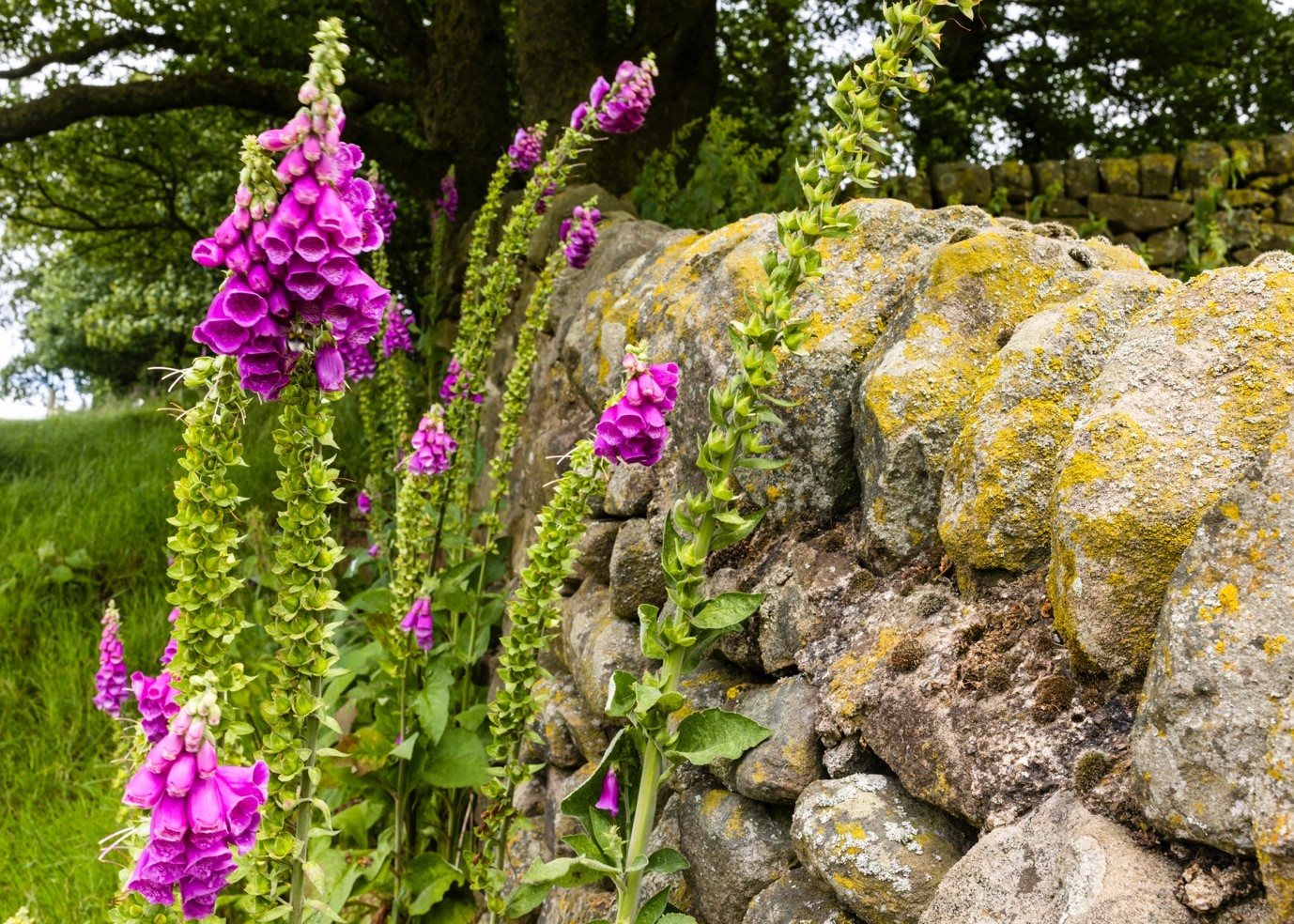 Foxgloves against a Derbyshire wall