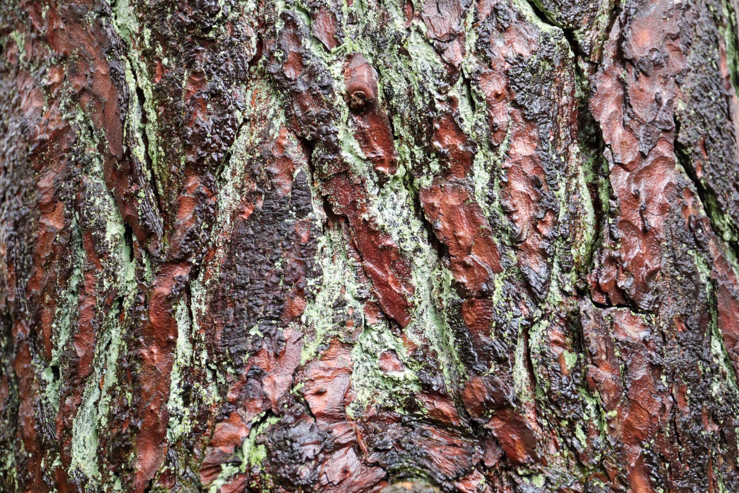 Wet Fir tree bark - 1