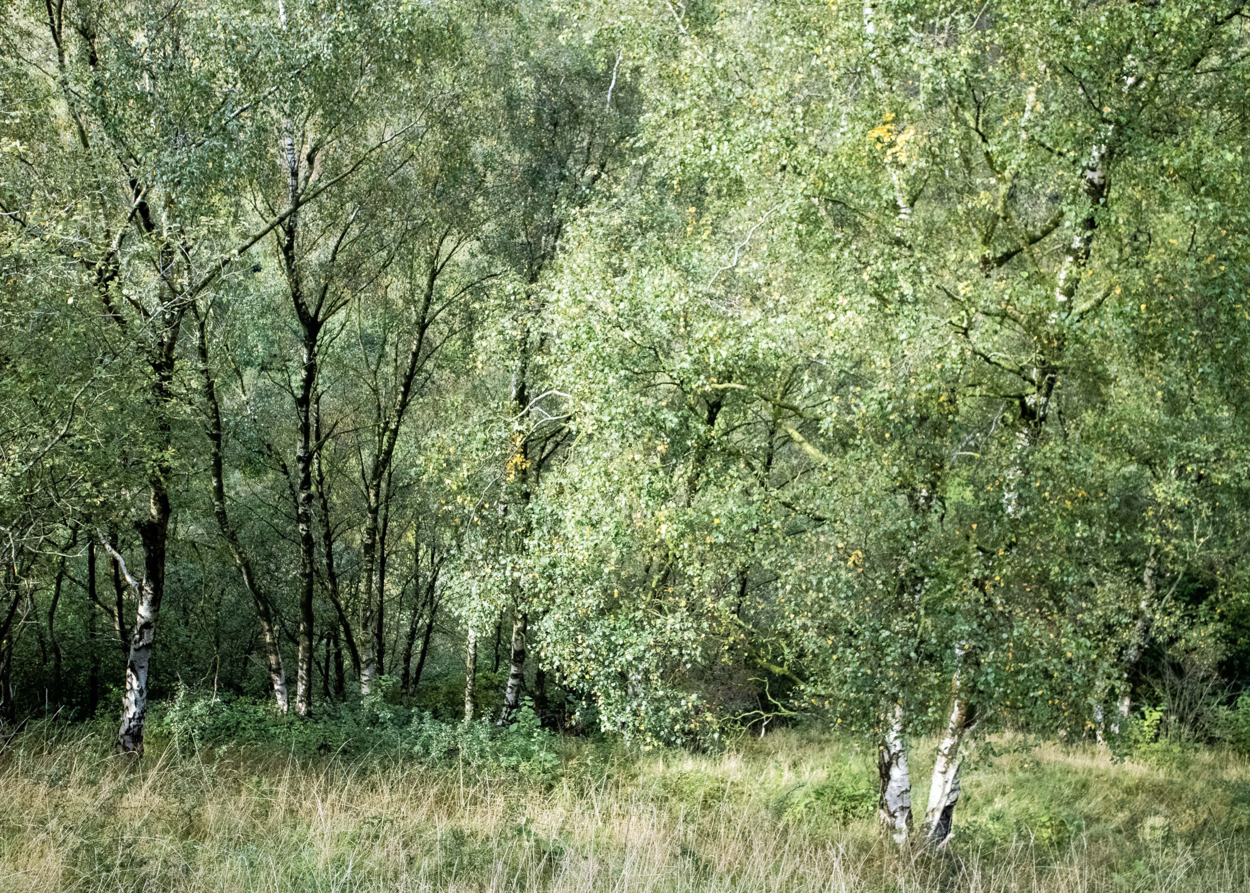 Young Silver Birch trees