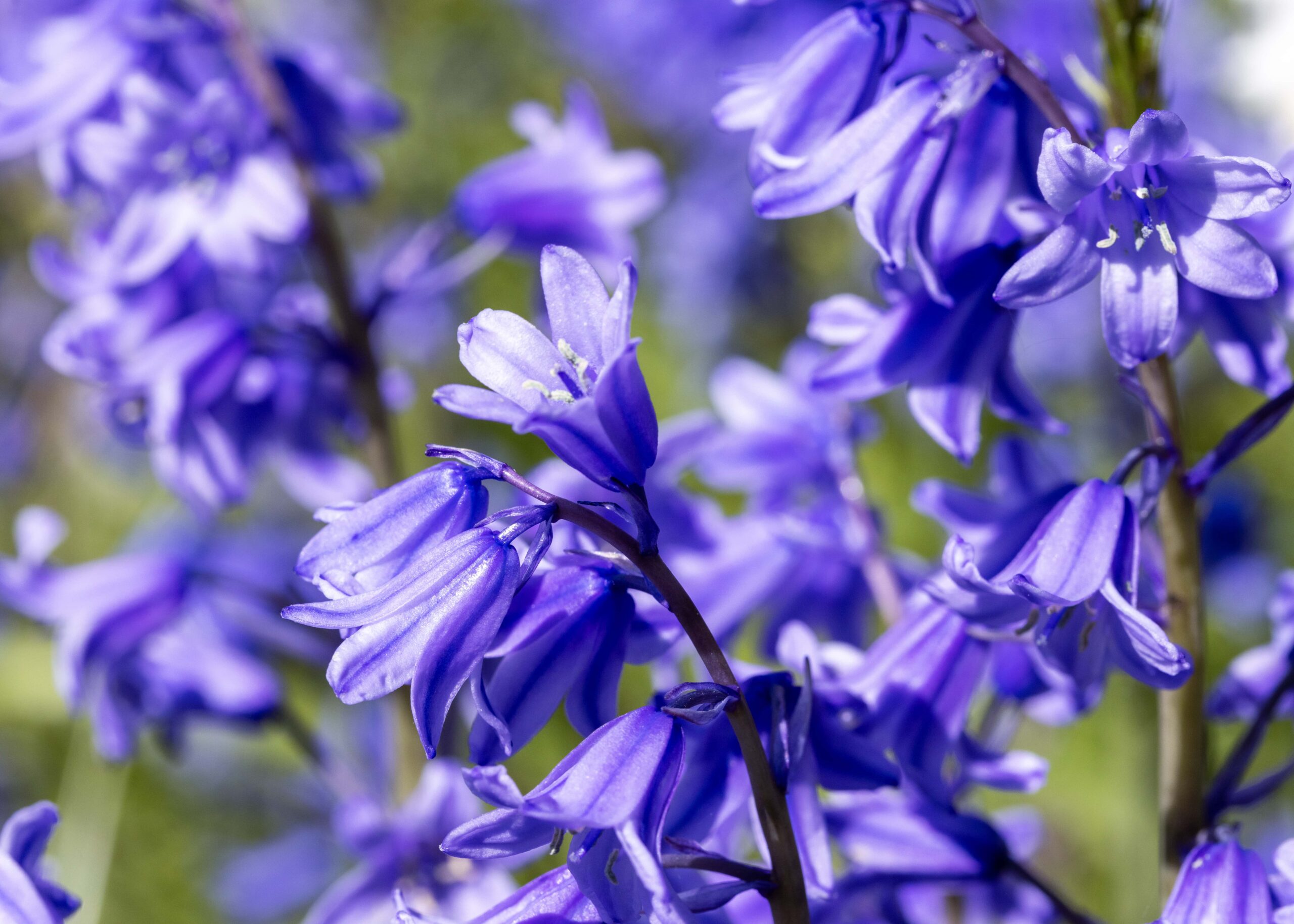 Close-up of Bluebells – 2