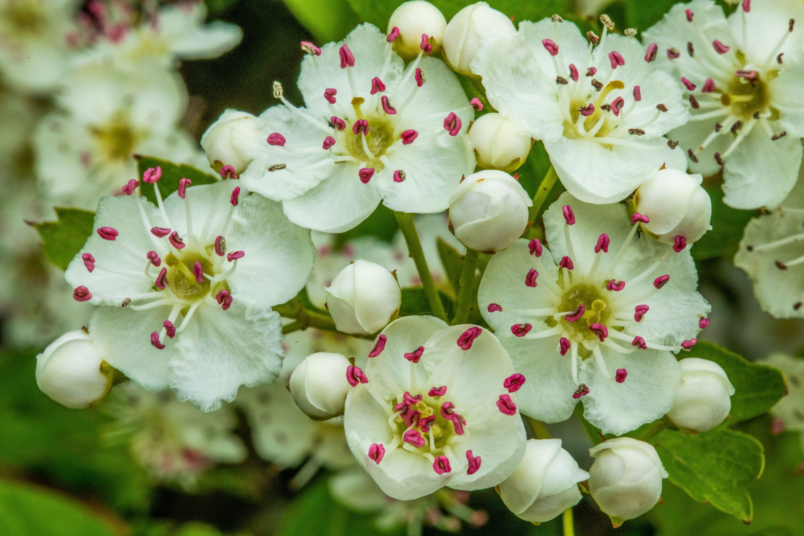 Flowering Hawthorn - 1